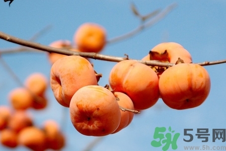 軟柿子和硬柿子能經(jīng)常吃嗎？脆柿子和軟柿子的區(qū)別
