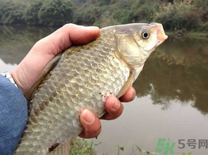 十月份釣鯽魚(yú)用什么餌？十月份釣鯽魚(yú)用什么餌料好？