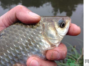 十月份釣鯽魚(yú)用什么餌？十月份釣鯽魚(yú)用什么餌料好？