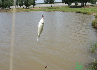 秋天釣魚深水還是淺水？秋天釣魚釣深水還是淺水？