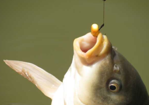 秋天釣魚(yú)用什么小藥？秋天釣魚(yú)小藥搭配