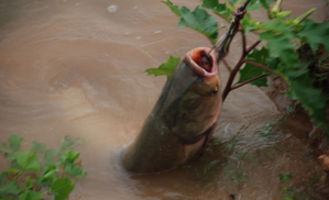 秋天釣魚(yú)用什么小藥？秋天釣魚(yú)小藥搭配