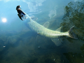 秋天釣魚(yú)用什么小藥？秋天釣魚(yú)小藥搭配