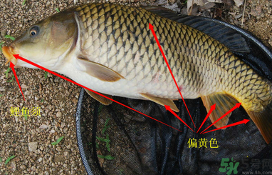秋天釣鯉魚(yú)用什么小藥？秋天黑坑釣鯉魚(yú)用什么小藥？