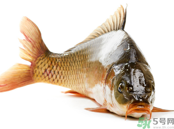 秋天釣鯉魚(yú)用什么小藥？秋天黑坑釣鯉魚(yú)用什么小藥？