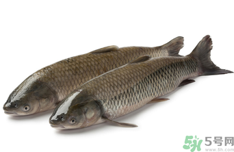 十月份草魚好釣嗎？十月份怎么釣草魚？