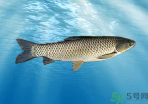 十月份草魚好釣嗎？十月份怎么釣草魚？