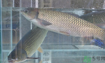 十月份草魚好釣嗎？十月份怎么釣草魚？