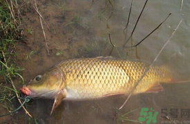 十月份可以釣鯉魚嗎？十月份釣鯉魚用什么餌？