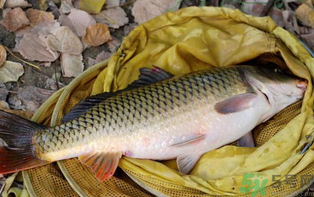十月份可以釣鯉魚嗎？十月份釣鯉魚用什么餌？