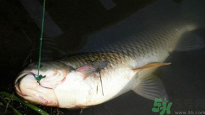 十月份可以釣鯉魚嗎？十月份釣鯉魚用什么餌？