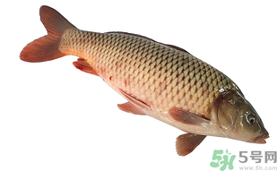 十月份可以釣鯉魚嗎？十月份釣鯉魚用什么餌？