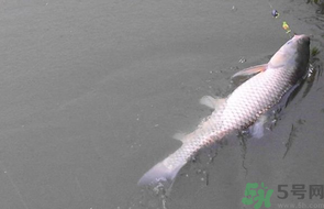 秋天釣草魚用什么餌？秋季釣草魚用什么餌最好？ 