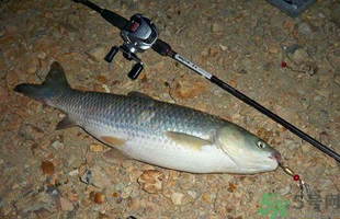 秋天釣草魚用什么餌？秋季釣草魚用什么餌最好？ 