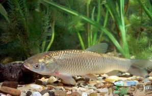 秋天釣草魚用什么餌？秋季釣草魚用什么餌最好？ 