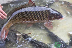 用玉米粒怎么釣鯉魚？玉米粒怎么泡制釣魚餌料？