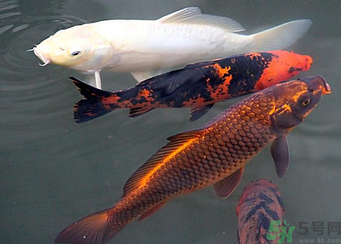 用玉米粒怎么釣鯉魚？玉米粒怎么泡制釣魚餌料？