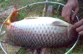 用玉米粒怎么釣鯉魚？玉米粒怎么泡制釣魚餌料？