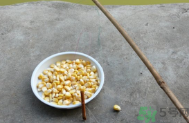 玉米粒怎么釣魚？怎么用玉米粒釣魚？