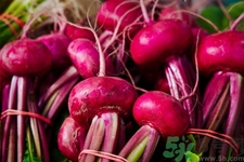 甜菜是甜的嗎？甜菜到底是不是甜的？