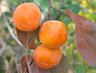 黃柿子和紅柿子有什么區(qū)別？紅柿子和黃柿子哪個(gè)好？