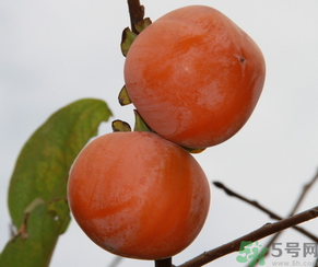 黃柿子和紅柿子有什么區(qū)別？紅柿子和黃柿子哪個(gè)好？