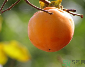 黃柿子和紅柿子有什么區(qū)別？紅柿子和黃柿子哪個(gè)好？