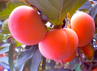 黃柿子和紅柿子有什么區(qū)別？紅柿子和黃柿子哪個(gè)好？