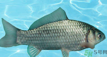 釣的魚在家怎么養(yǎng)活？釣的魚怎么保持不死？