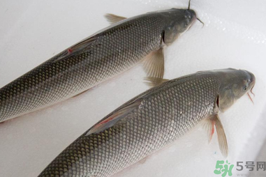 釣的魚在家怎么養(yǎng)活？釣的魚怎么保持不死？