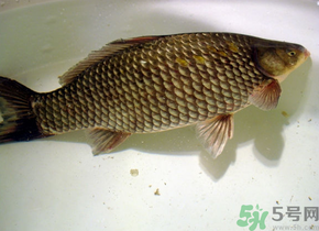 釣的魚死了還能吃嗎？釣的魚死了怎么處理？