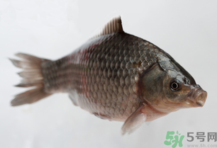 釣的魚死了還能吃嗎？釣的魚死了怎么處理？