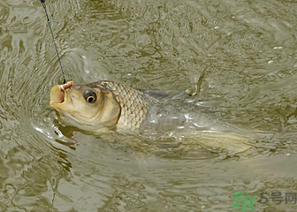 釣的魚死了還能吃嗎？釣的魚死了怎么處理？