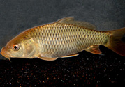 用玉米粒怎么釣鯉魚？玉米粒怎么泡制釣魚餌料？