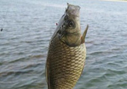 秋天黑坑釣鯽魚用什么餌料？秋天黑坑釣鯽魚餌料配方