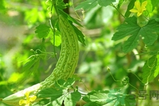 喝苦瓜能減肥嗎？喝苦瓜茶減肥效果怎么樣？