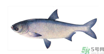 十月份能釣鰱魚嗎？鰱魚幾月份好釣？