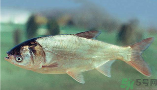 十月份能釣鰱魚嗎？鰱魚幾月份好釣？