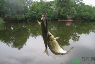 秋天釣魚什么風(fēng)向最好？秋天什么風(fēng)向好釣魚？