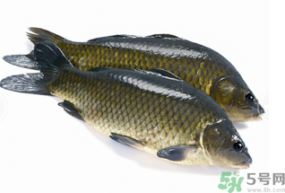 活鯉魚怎么保存？鯉魚怎么養(yǎng)才不容易死？