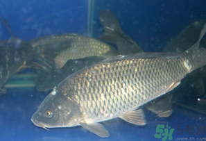 活鯉魚怎么保存？鯉魚怎么養(yǎng)才不容易死？