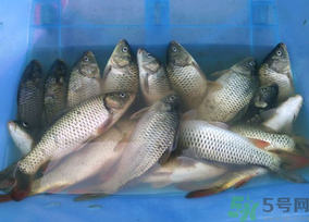 活鯉魚怎么保存？鯉魚怎么養(yǎng)才不容易死？