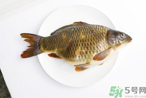 鯉魚死了還能吃嗎？鯉魚死了多久不能吃？