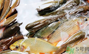 鯉魚死了怎樣保鮮？鯉魚死后怎么保存？