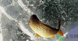鯉魚死了怎樣保鮮？鯉魚死后怎么保存？