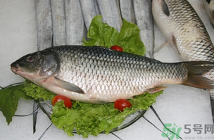 鯉魚死了怎樣保鮮？鯉魚死后怎么保存？