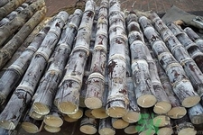 甘蔗是什么季節(jié)的？甘蔗什么時(shí)候吃最甜？