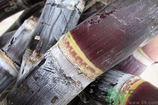 甘蔗是什么季節(jié)的？甘蔗什么時(shí)候吃最甜？