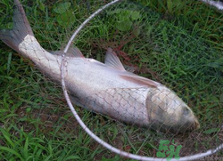 秋天怎么釣鰱魚？秋天釣鰱魚技巧