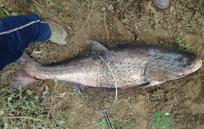 秋天怎么釣鰱魚？秋天釣鰱魚技巧